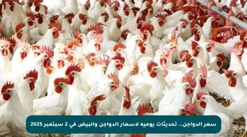 سعر الدواجن.. تحديثات يومية لأسعار الدواجن والبيض في 2 سبتمبر 2025